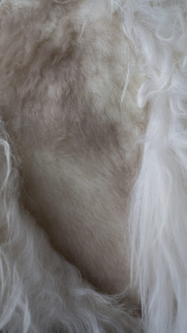Coussin en laine de Mouton | Mélange de laine – Image 5