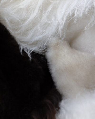 Coussins & Housses